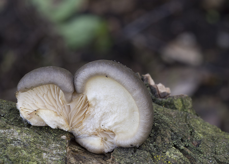 Pleurotus calyptratus